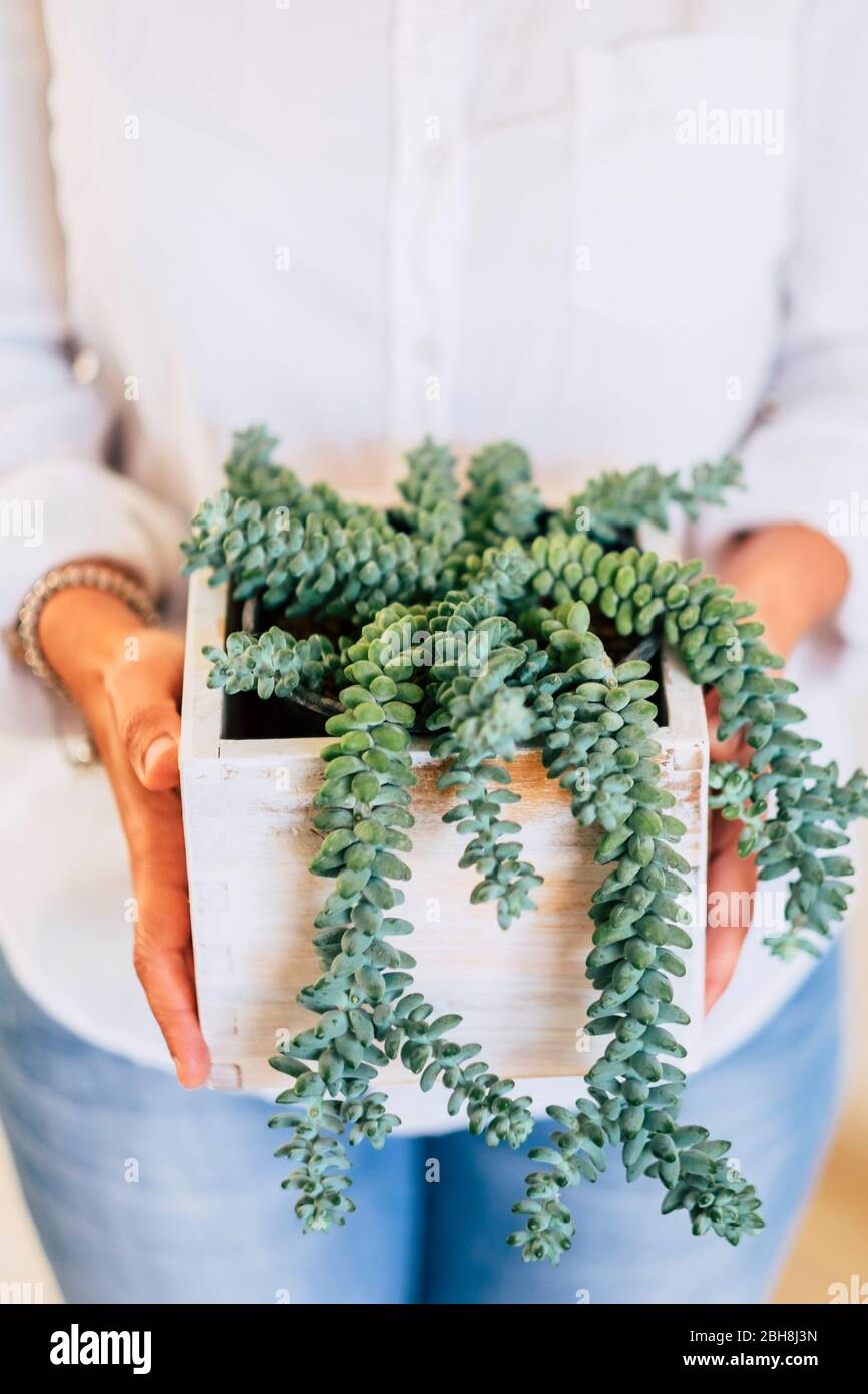 Close up of wcaucasian woman's hands taking a green plant - environment and nature protection and care concept - decorations at home Stock Photo
