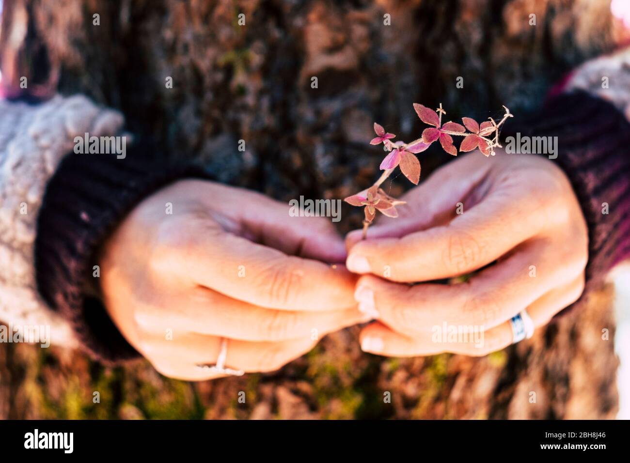 Closeup of woman hands taking little red plant - environment concept for save and clean the lanet - earth day celebration with nature environmental Stock Photo