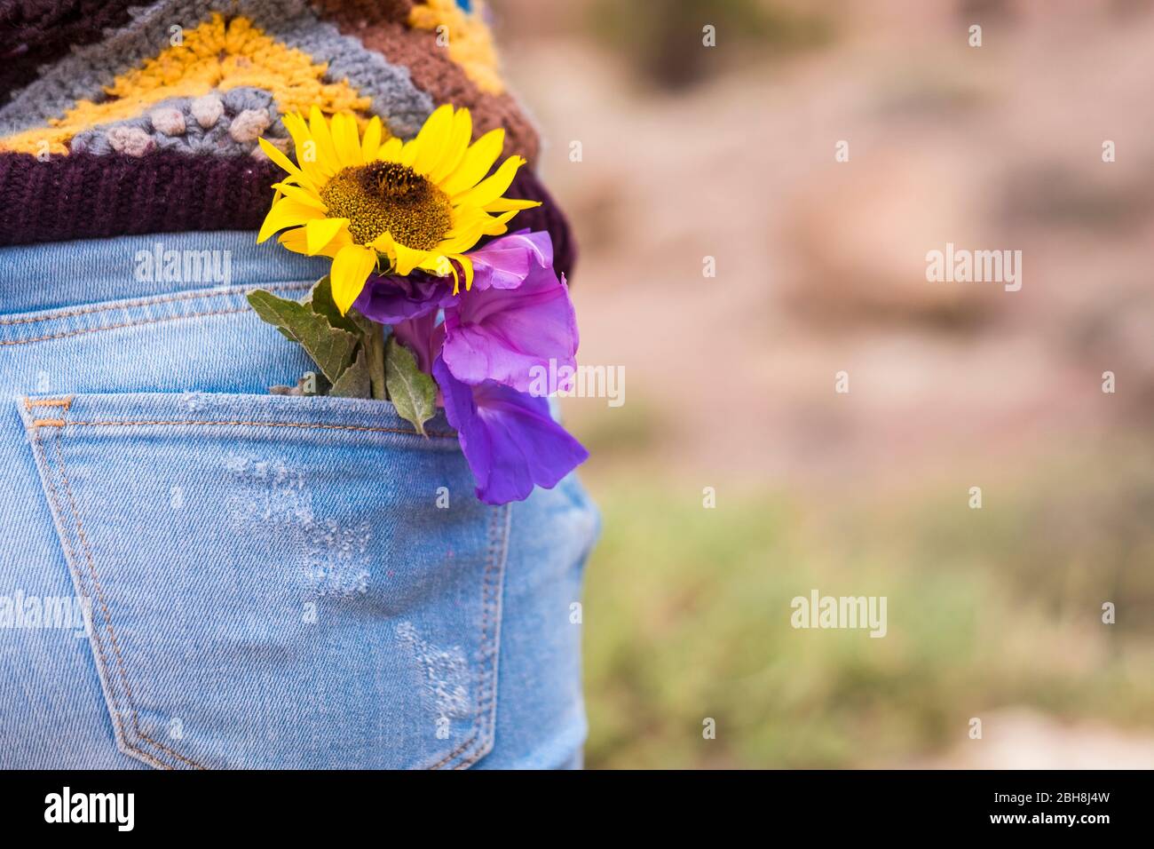 Yellow beautiful sun flower on the back pocket of old casual skinny jeans - colours and hippy freedom love concept with human and nature Stock Photo