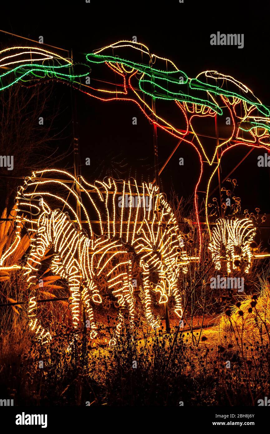 'Zebras' Christmas lights, River of Lights, Rio Grande Botanic Garden, Albuquerque, NM Stock Photo