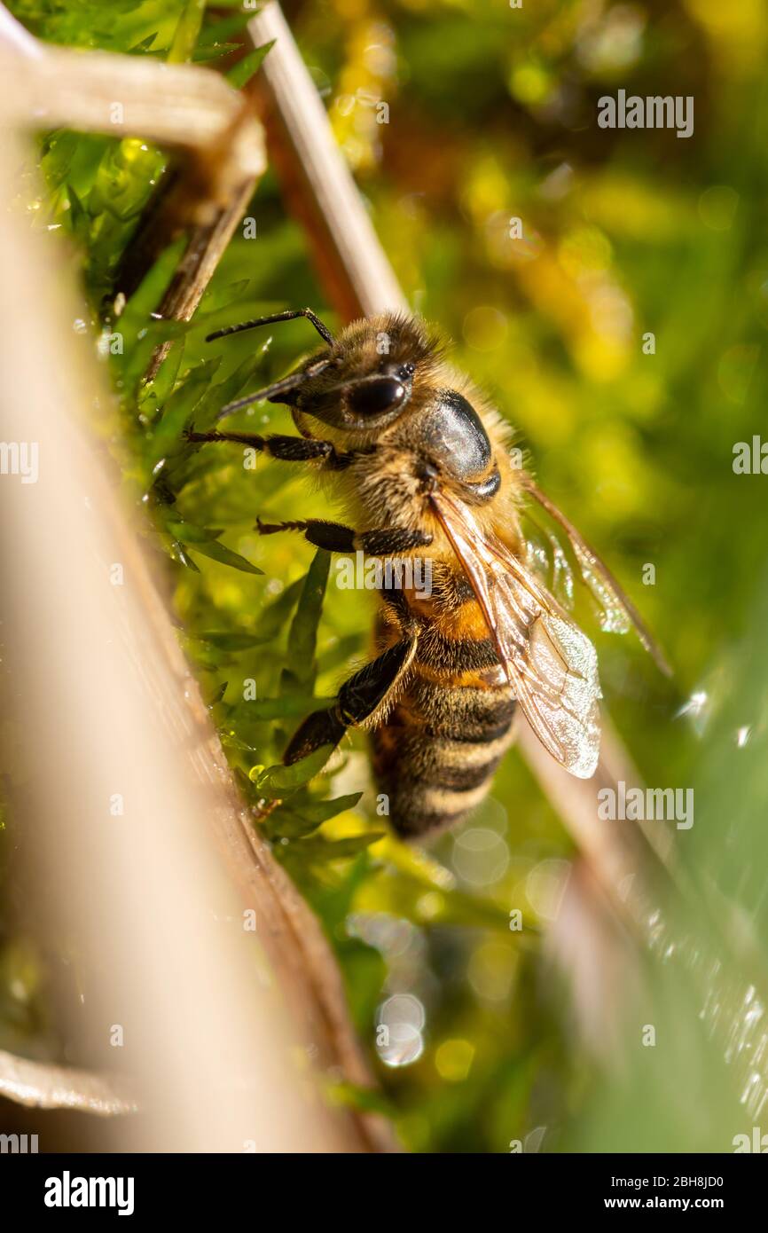 Honey bee (Apis mellifera) drinking water from wet moss at the edge of a garden pond, UK Stock Photo