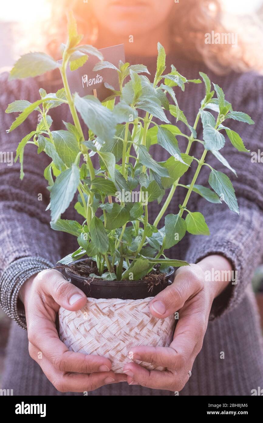 Earth Day In the hands of plant growing seedlings. Bokeh Background Female hand holding aromatic plant on nature field grass Forest conservation concept Stock Photo