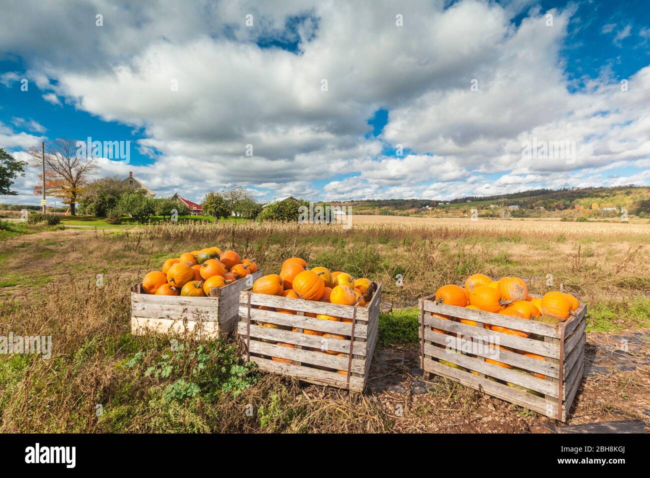 Canada, Nova Scotia, Annapolis Valley, Wolfville, pumpkin farm, autumn Stock Photo
