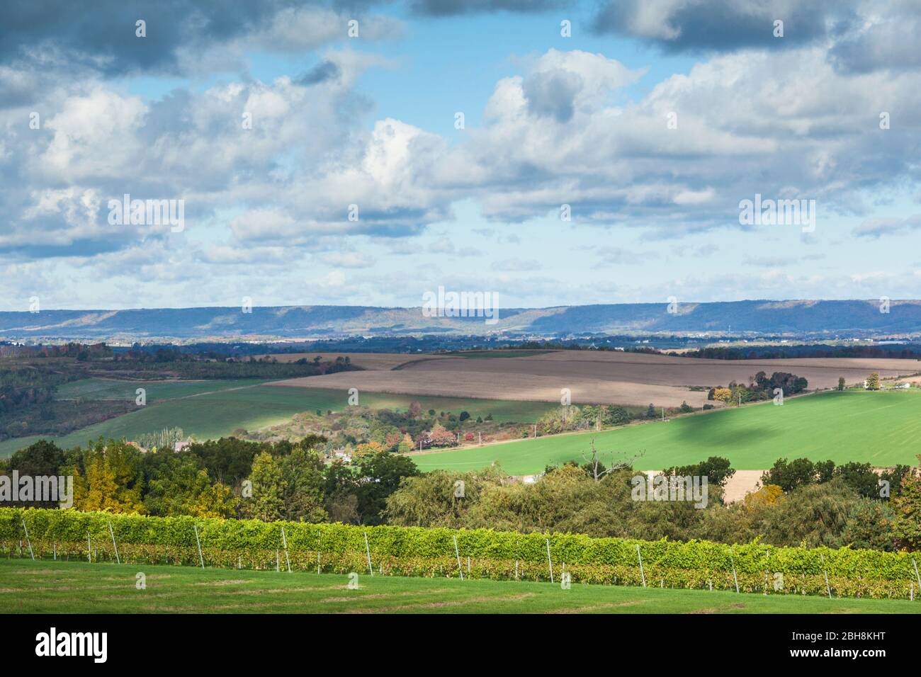 Canada, Nova Scotia, Annapolis Valley, Wolfville, a local vineyard Stock Photo