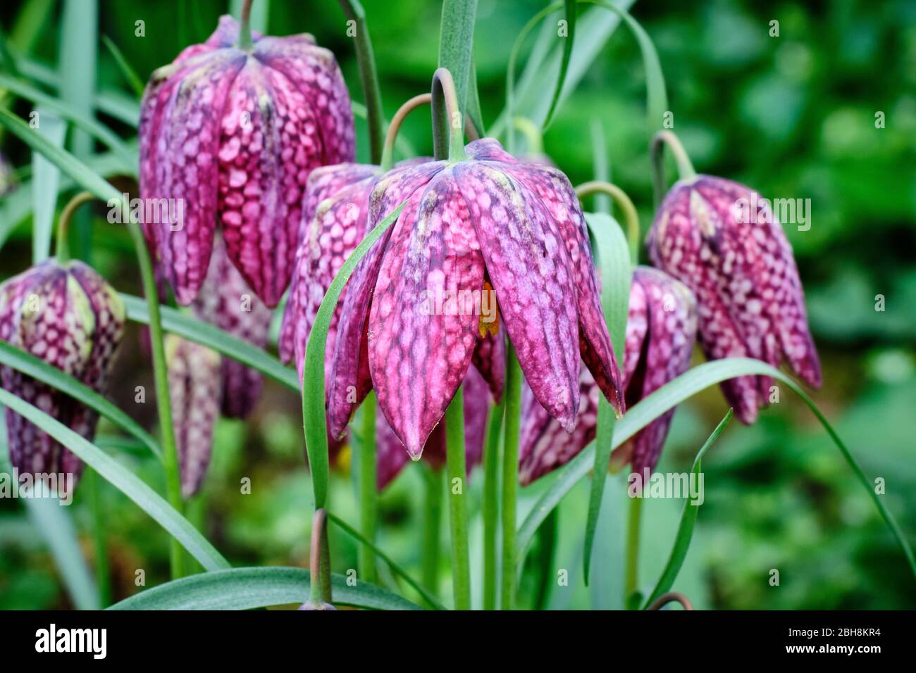 Snakeshead Fritilary Stock Photo