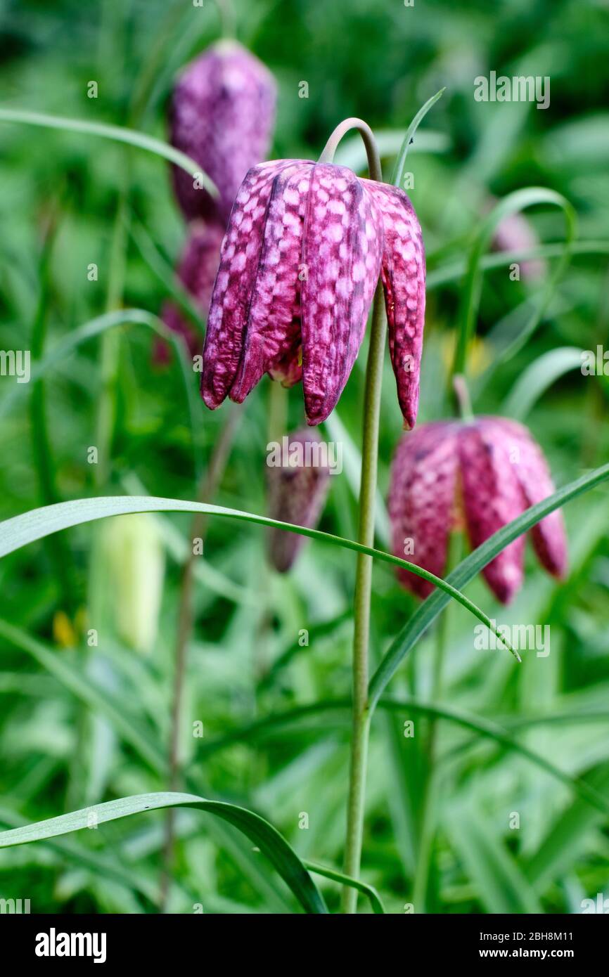 Snakeshead Fritilary Stock Photo