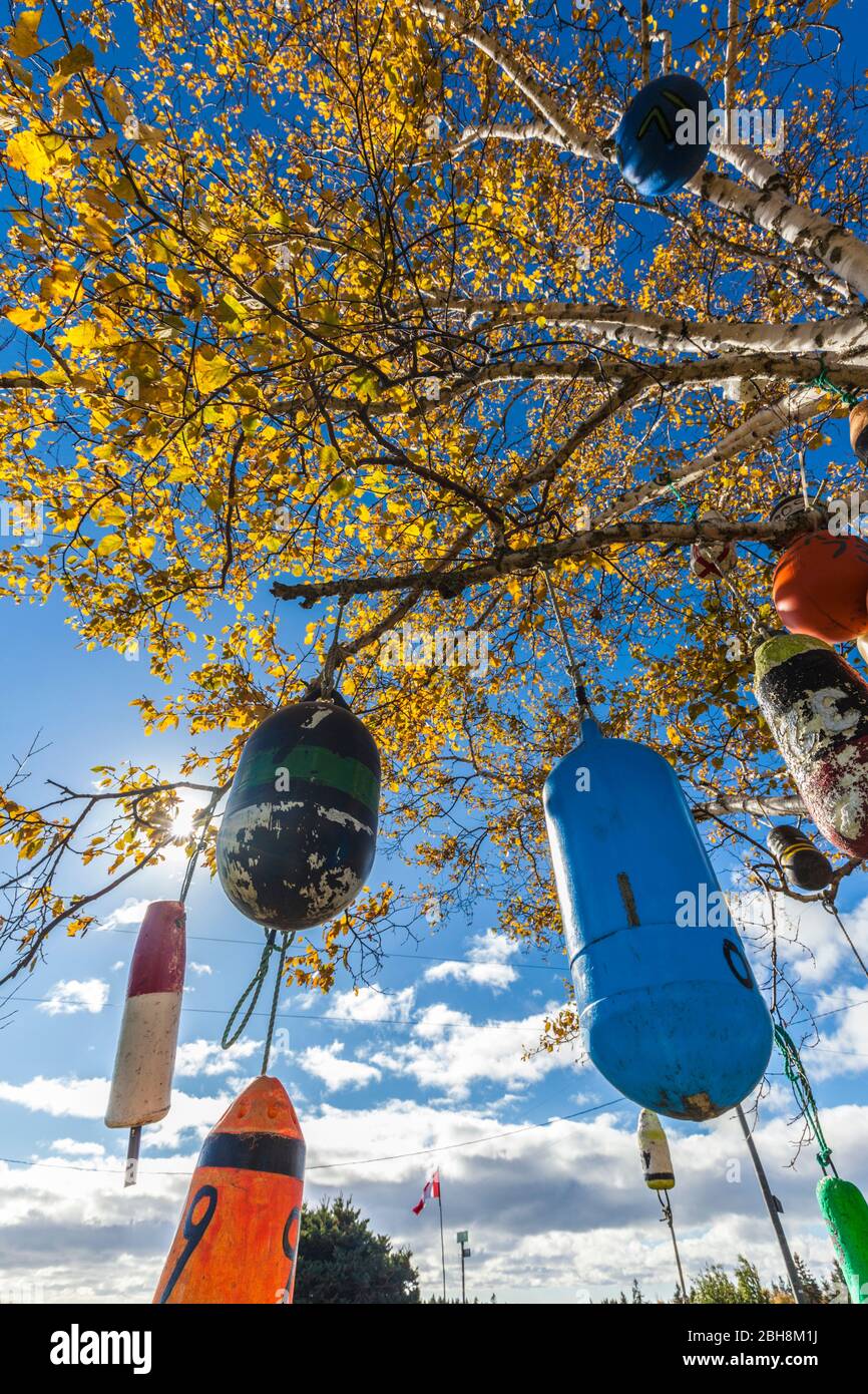 Canada, Prince Edward Island, Point Prim, tree decorated with lobster buoys, autumn Stock Photo