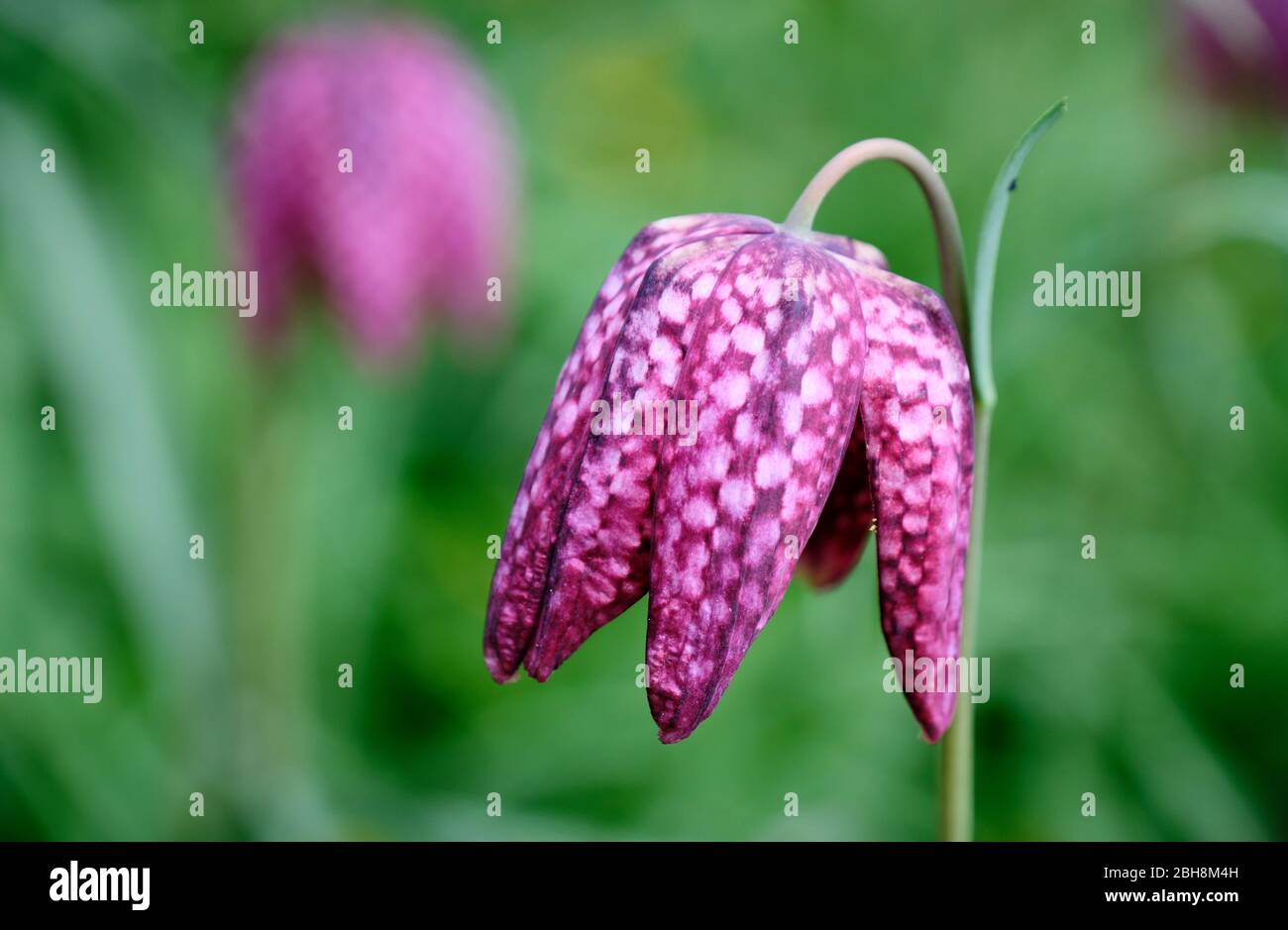 Snakeshead Fritilary Stock Photo