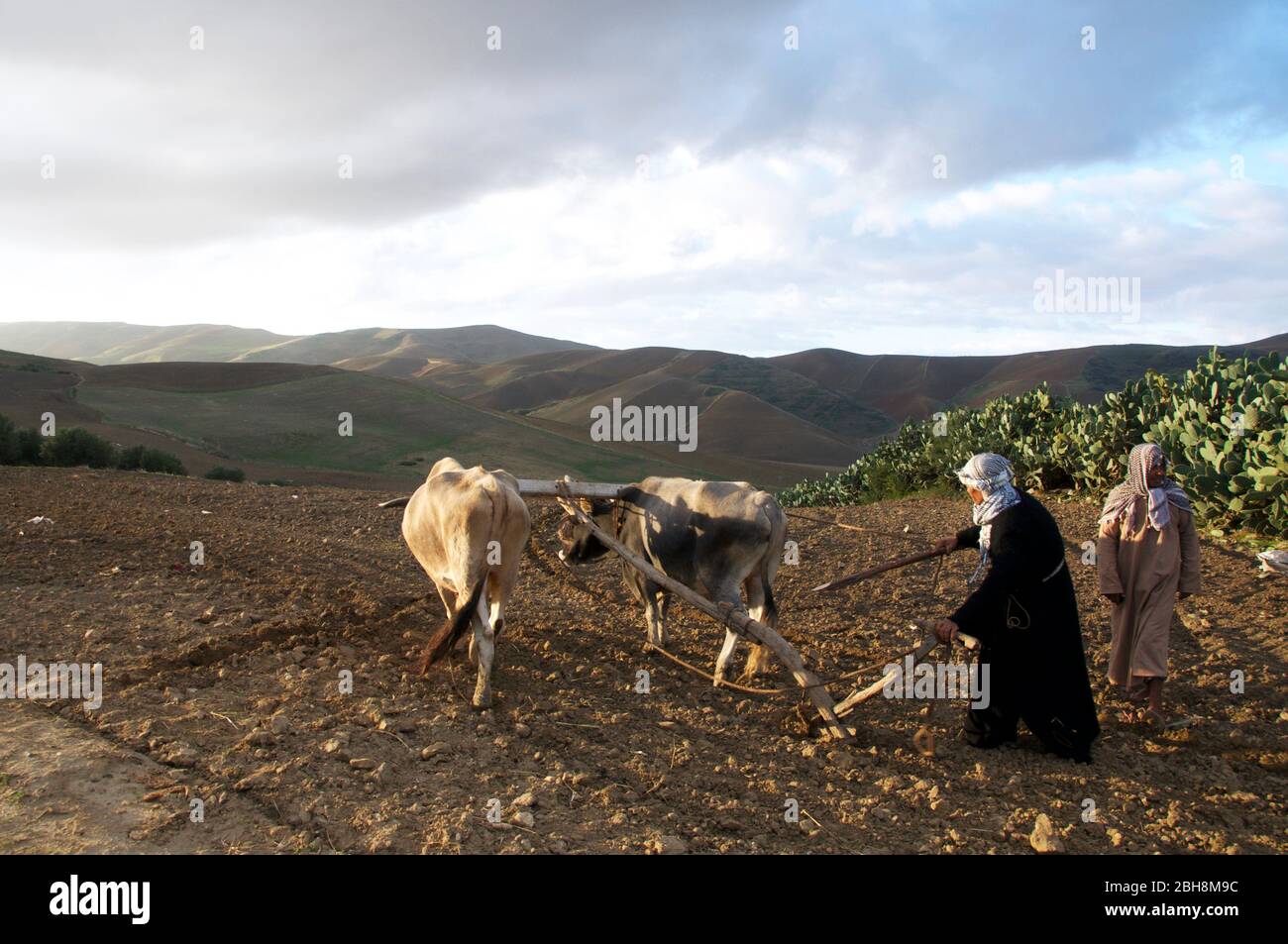 Traditional farming. Farmer ploughing fields in Tunisia with two ox