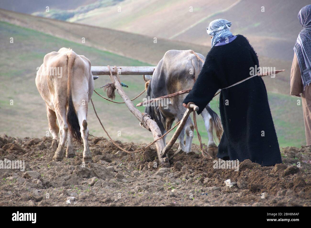 Traditional farming. Farmer ploughing fields in Tunisia with two ox