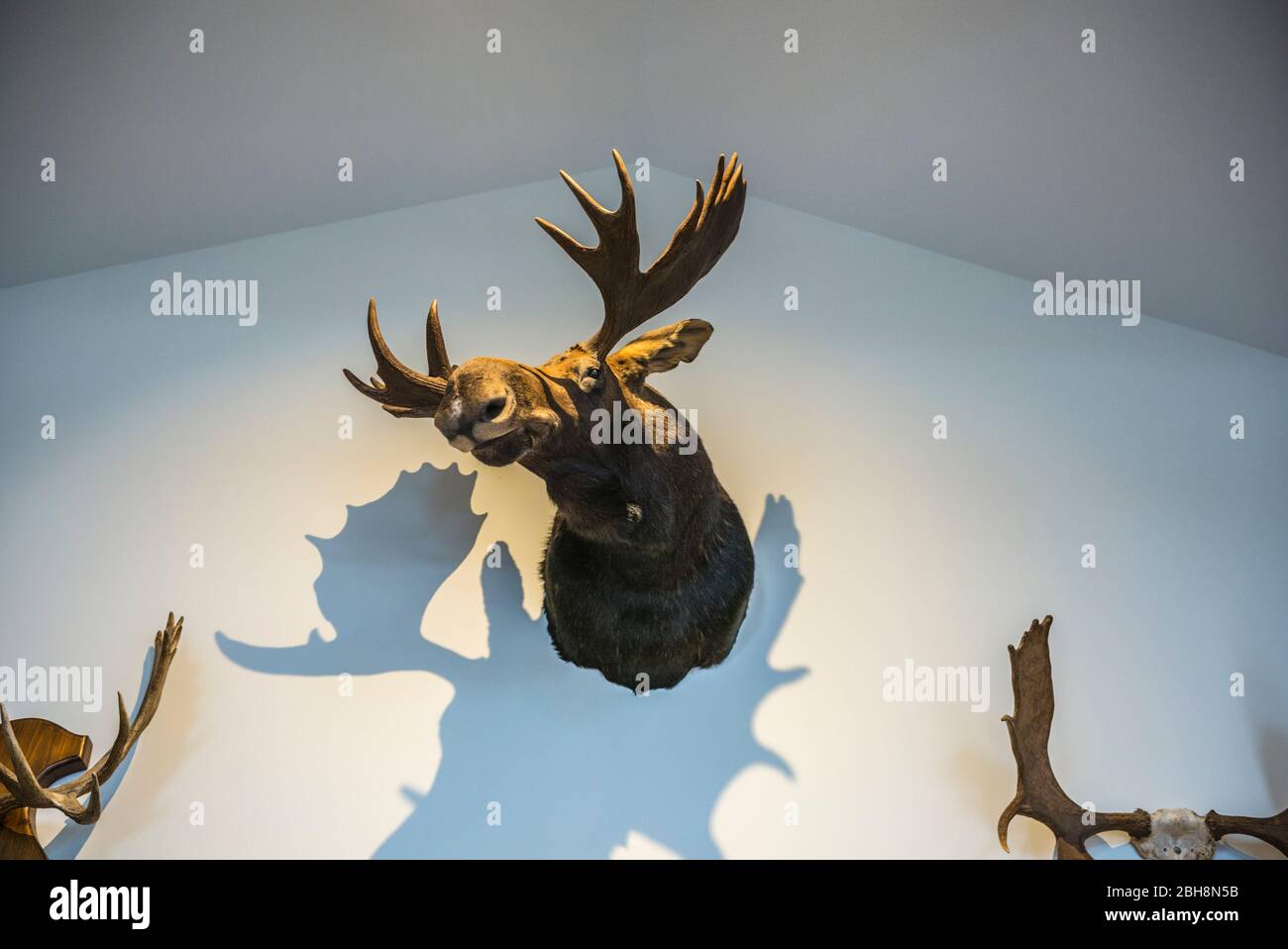 USA, Maine, Machias, stuffed moose head Stock Photo