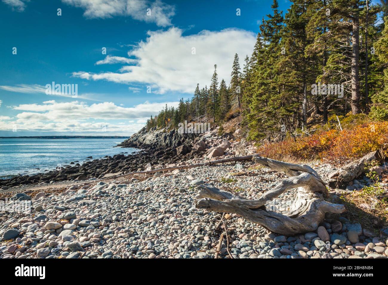 Harbor seal beach hires stock photography and images Alamy