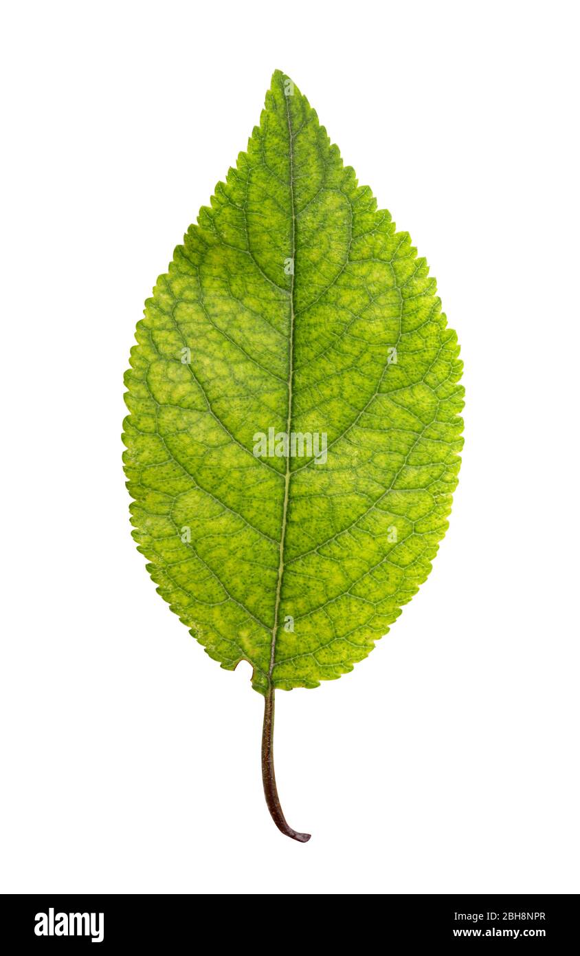 Green leaf isolated on white background. Clipping Path. Full depth of ...
