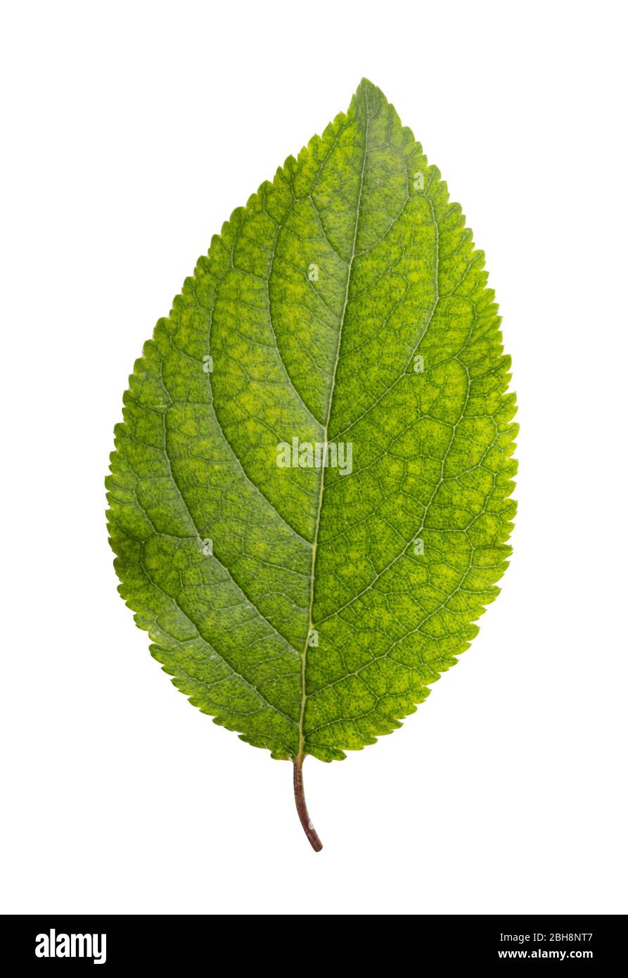 Green leaf isolated on white background. Clipping Path. Full depth of ...