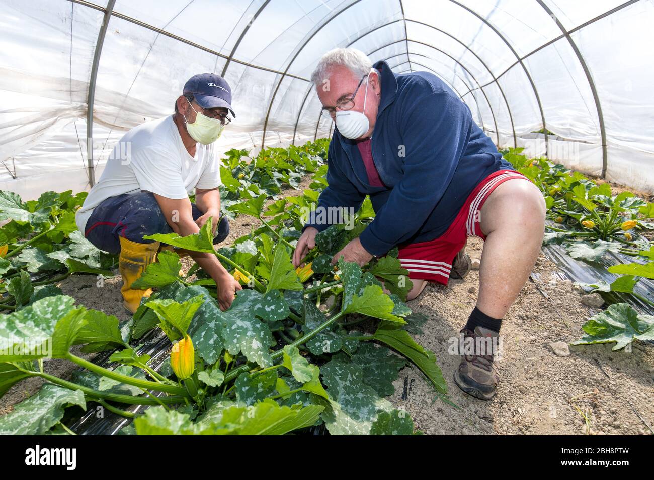 Ferrara, Italy. 22 April, 2020.  Farmers work to pick up pumpkins in the “Casa di Stefano” (House of Stefano) recovery community wearing sanitary masks and gloves due to coronavirus emergency in Ferrara, Italy.   Credit: Filippo Rubin / Alamy Live News Stock Photo