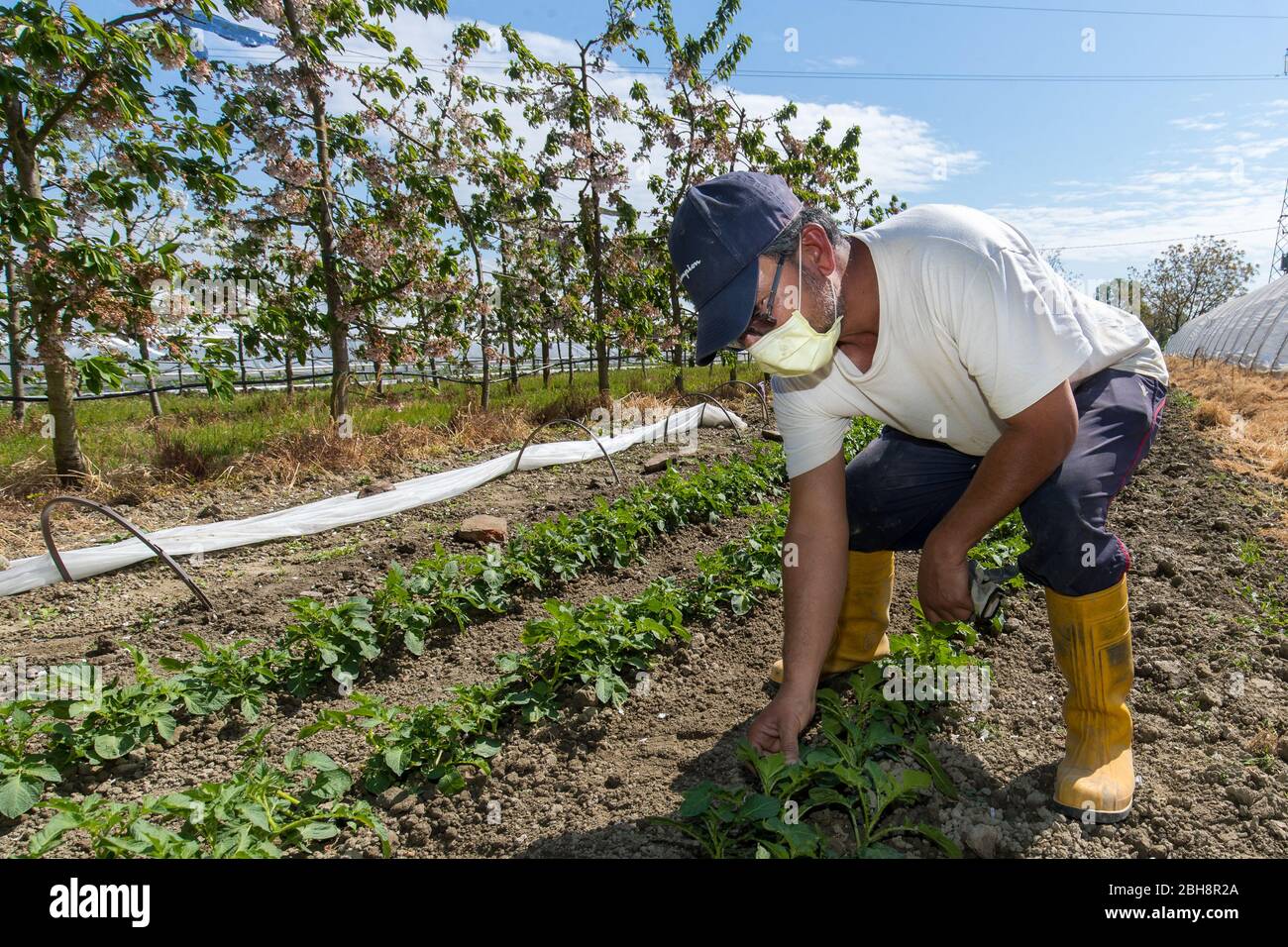 Ferrara, Italy. 22 April, 2020.  Farmers work to pick up strawberries in the “Casa di Stefano” (House of Stefano) recovery community wearing sanitary masks and gloves due to coronavirus emergency in Ferrara, Italy.   Credit: Filippo Rubin / Alamy Live News Stock Photo