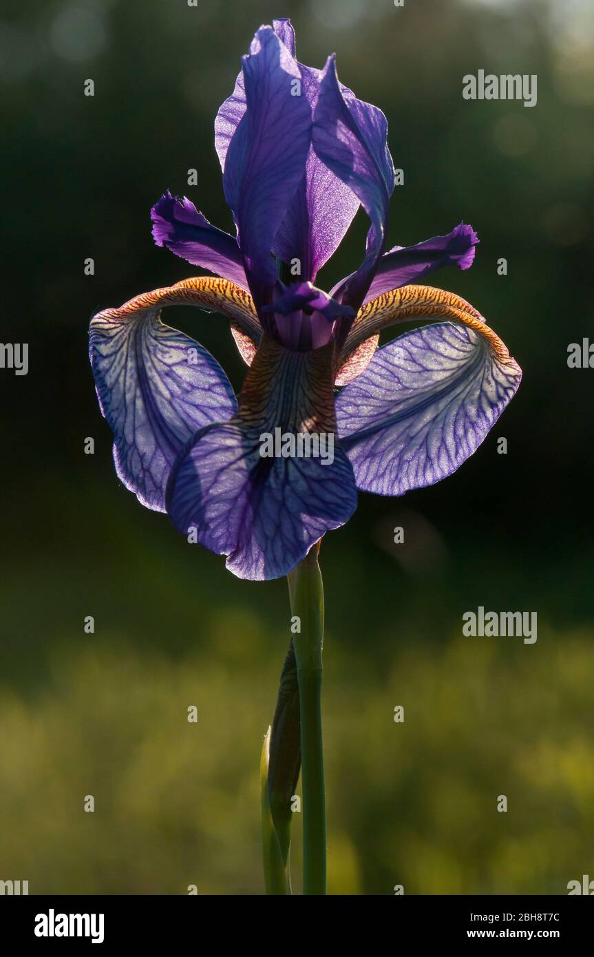 Siberian iris, Iris sibirica, Bavaria, Germany Stock Photo