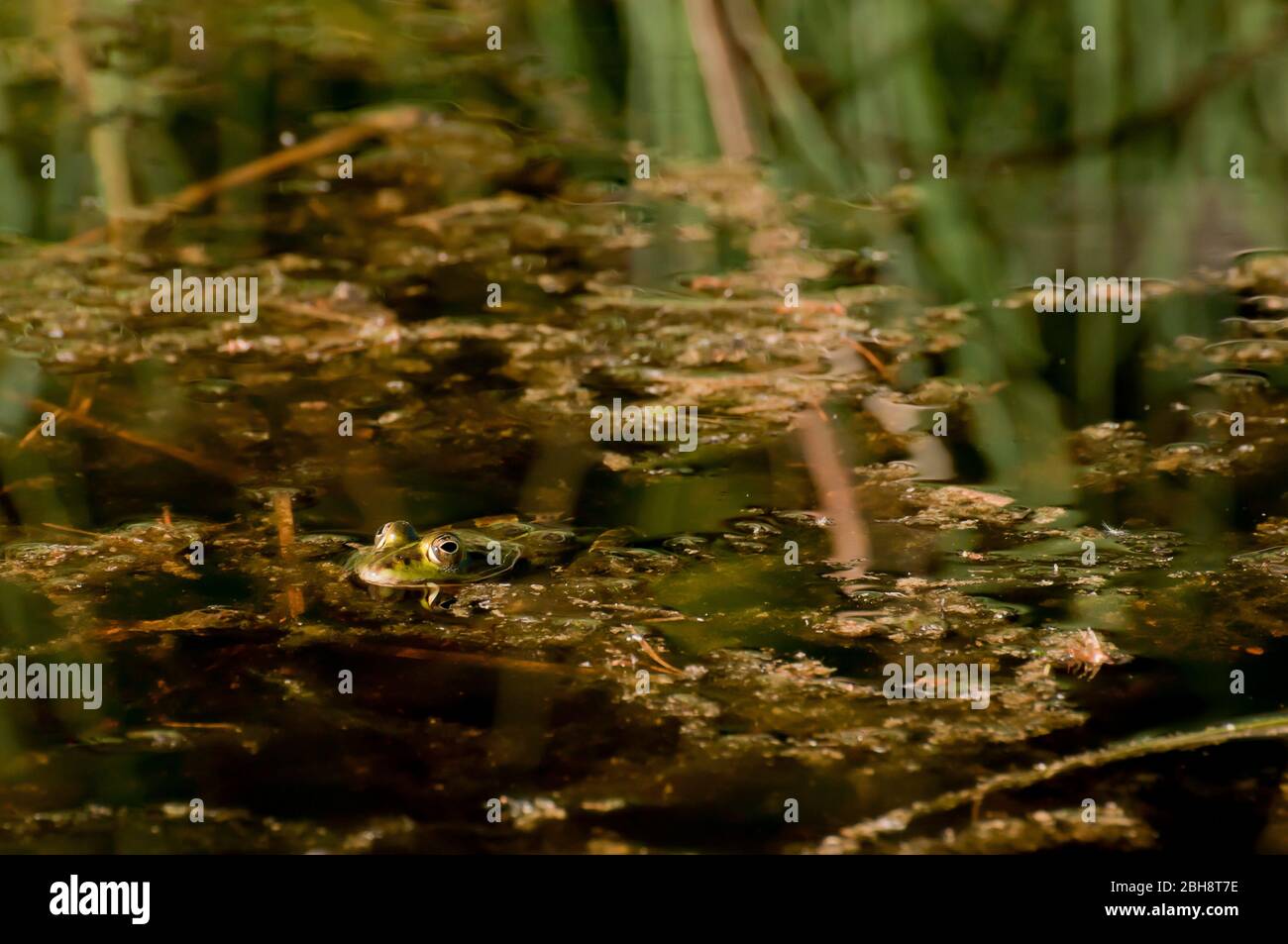 Sea frog, pond frog, in lurking position, Pelophylax ridibundus, Rana ridibunda, Bavaria, Germany Stock Photo