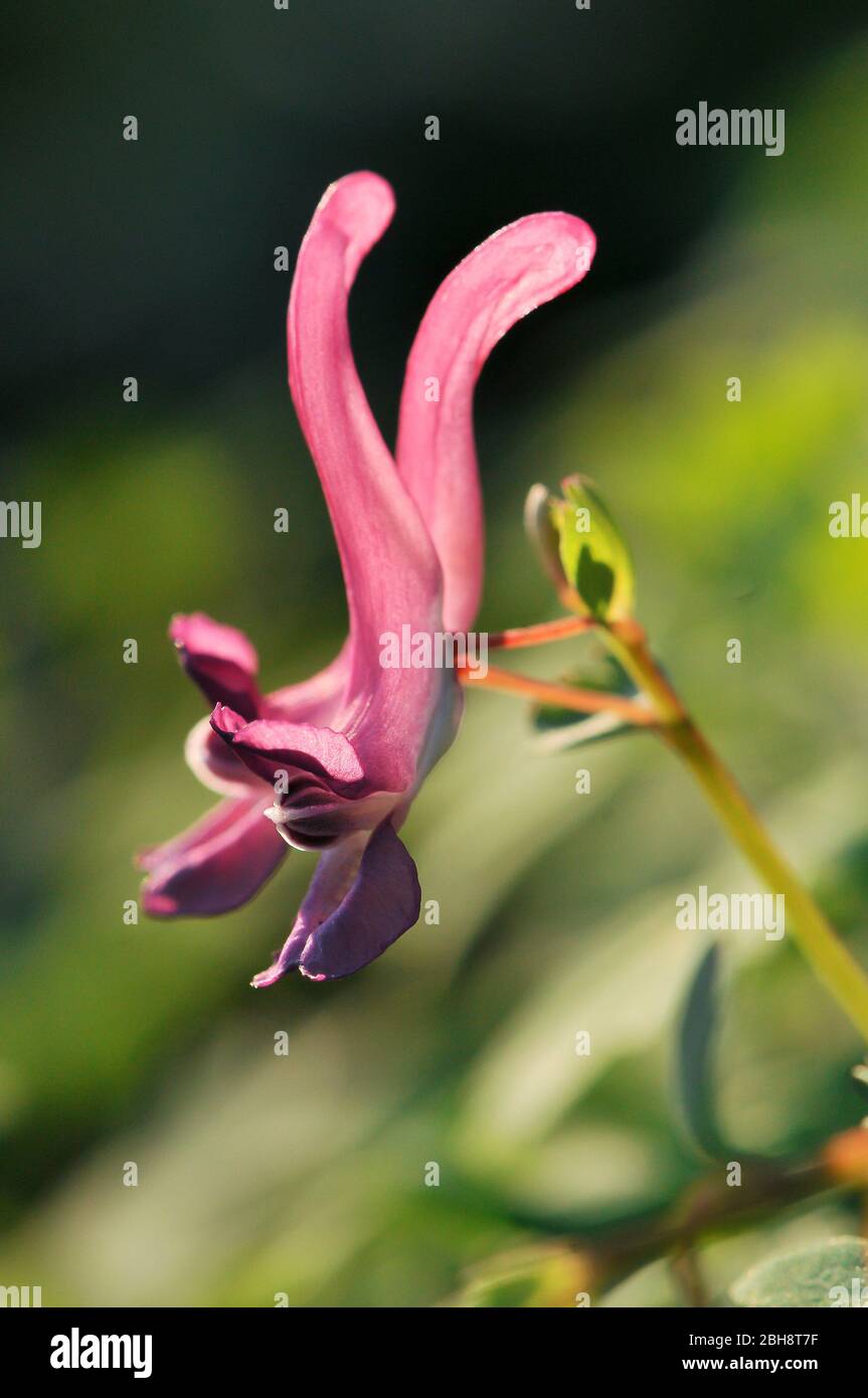 Pink snapdragon, Corydalis, in backlight, Bavaria, Germany Stock Photo
