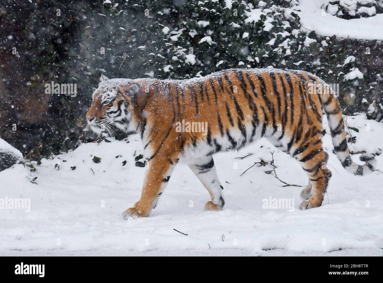 Tiger, Panthera tigris, in the snow, Zoo, Bavaria, Germany Stock Photo