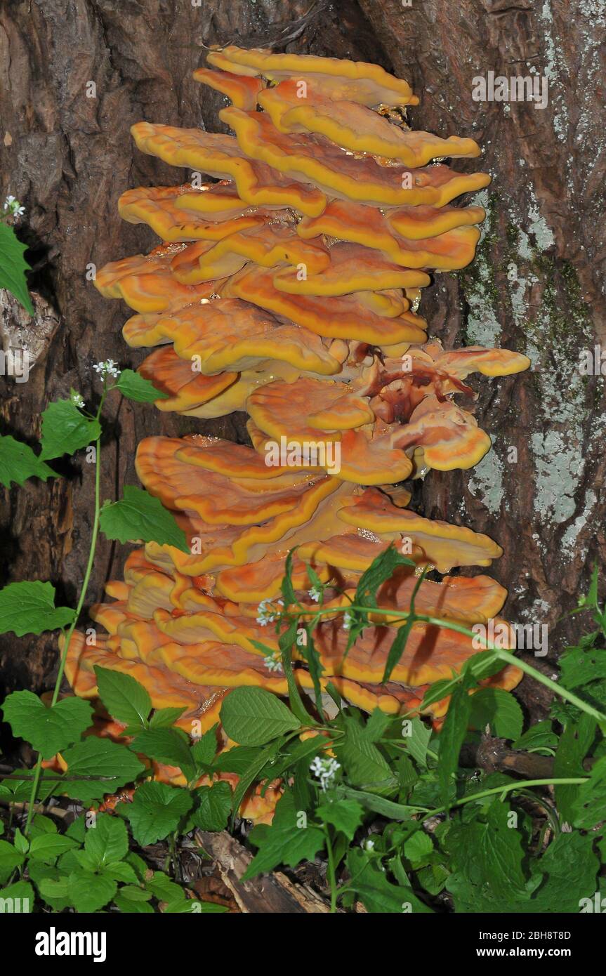 Bracket fungus, Laetiporus sulphureus, Tree fungus, Bavaria, Germany Stock Photo