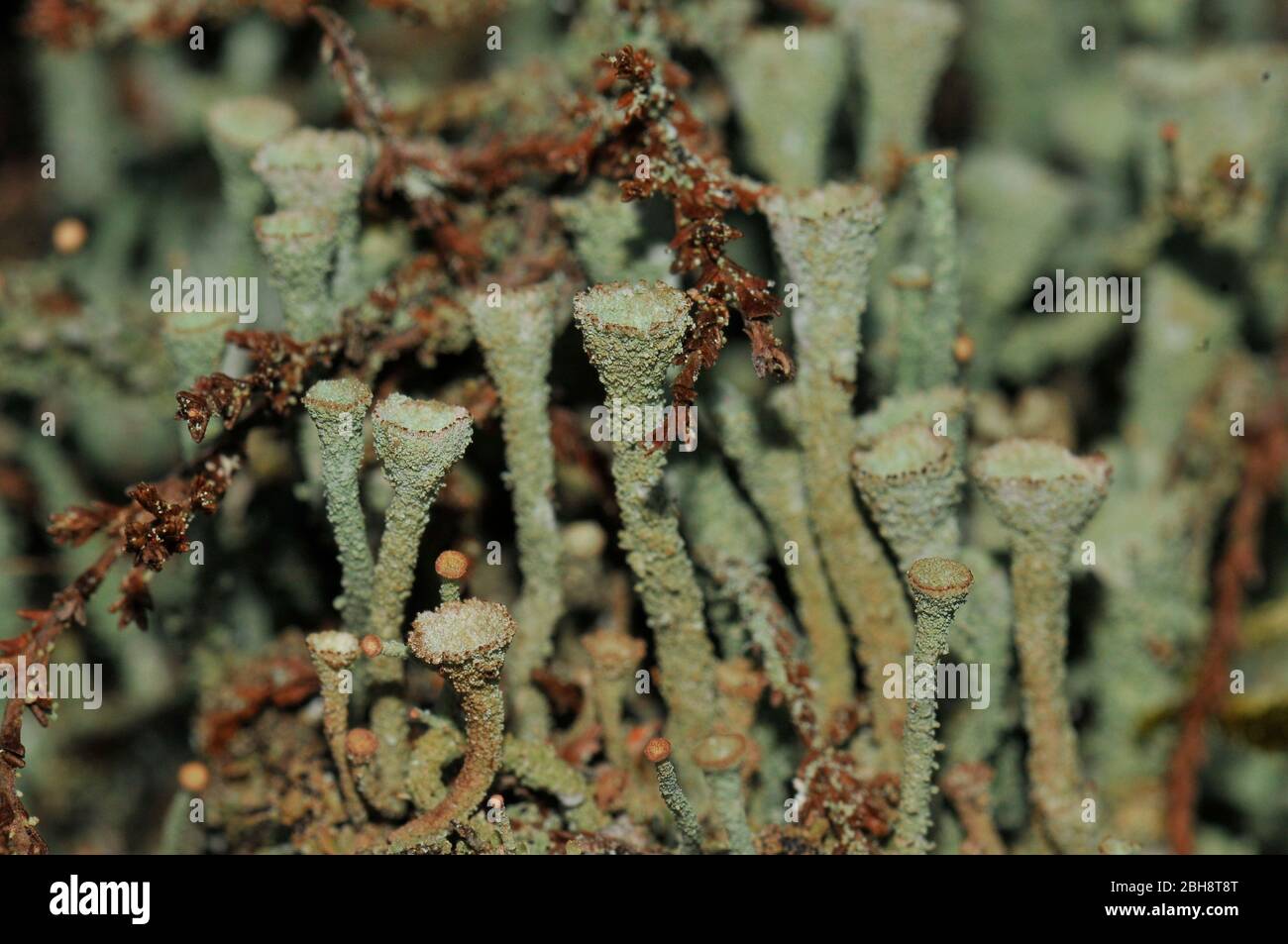 Lichen Cladonia coccifera, on rotten wood, Bavaria, Germany Stock Photo
