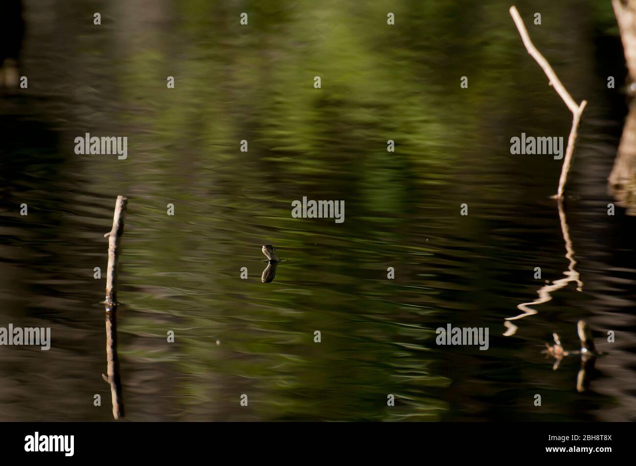 Grass Snake is swimming in water, Natrix natrix, Bavaria, Germany Stock Photo