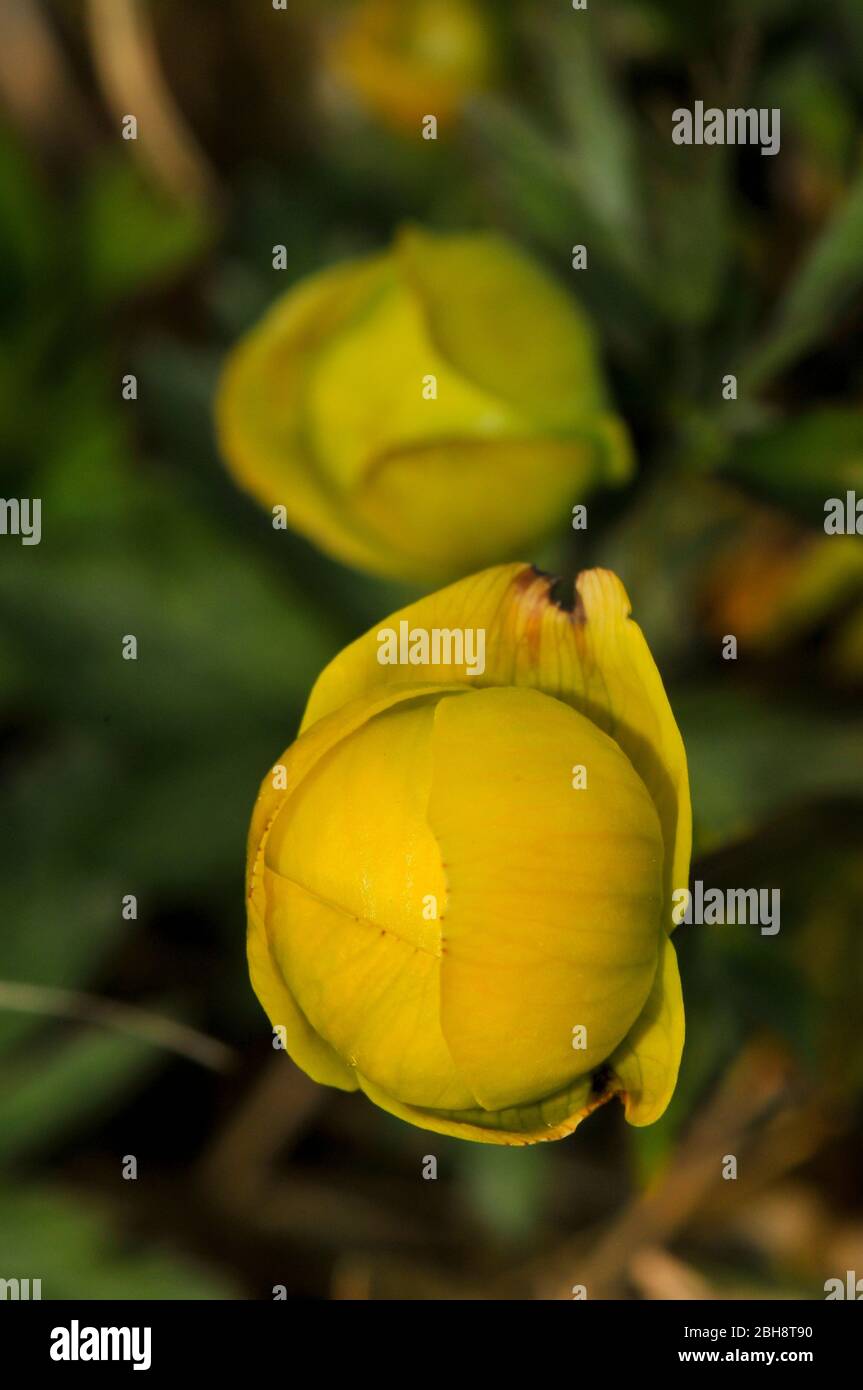 Globeflower, Trollius europaeus, bud, close-up, Bavaria, Germany Stock Photo