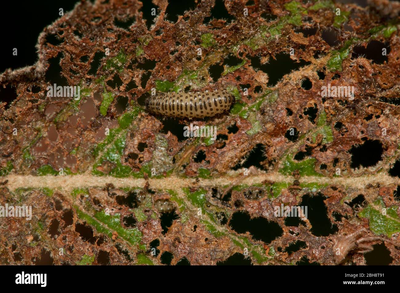 Caterpillar creeping on holey leaf, Bavaria, Germany Stock Photo