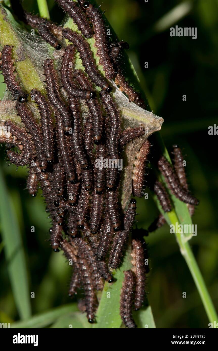 A lot of young caterpillars of the peacock butterfly, Aglais io, Inachis io, Nymphalis io, in company, Bavaria, Germany Stock Photo
