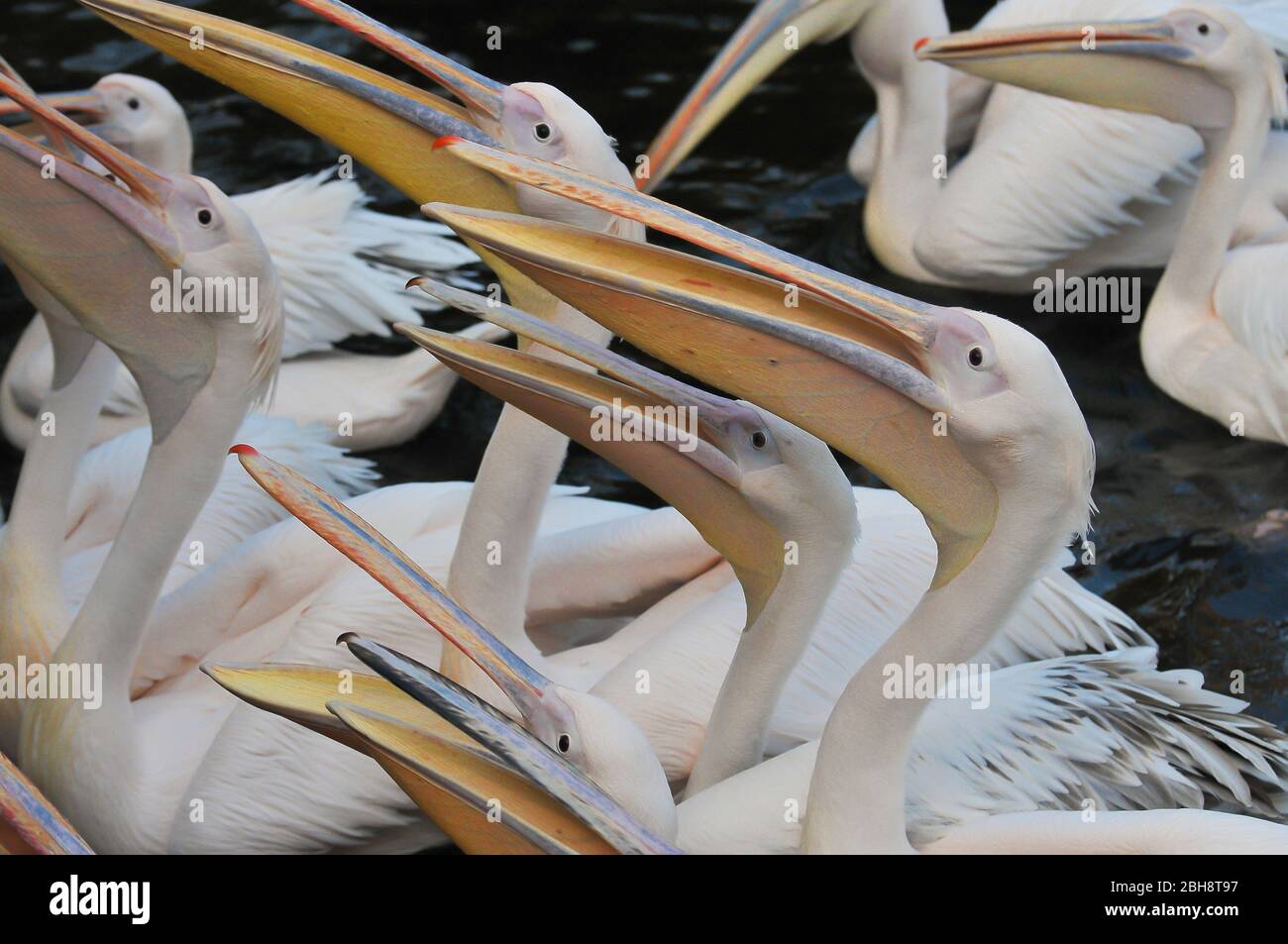 Pelicans, Pelecanidae, Pelecanus, opened beak, waiting for food, Zoo, Bavaria, Germany Stock Photo