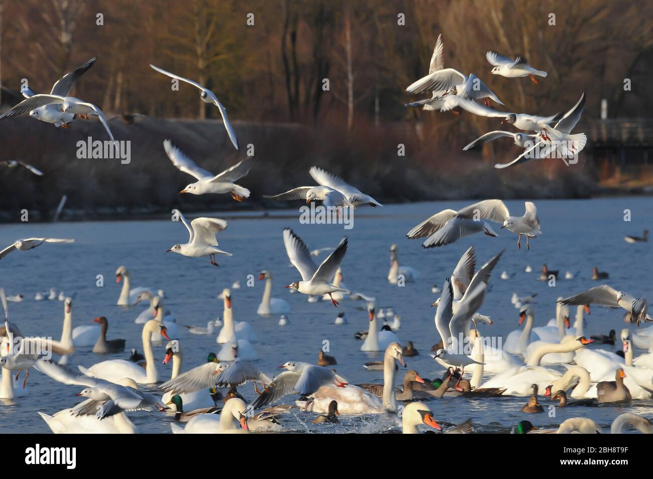 Black-headed Gulls and swans, Chroicocephalus ridibundus, Larus ridibundus, at the river Isar, Munich, Bavaria, Germany Stock Photo