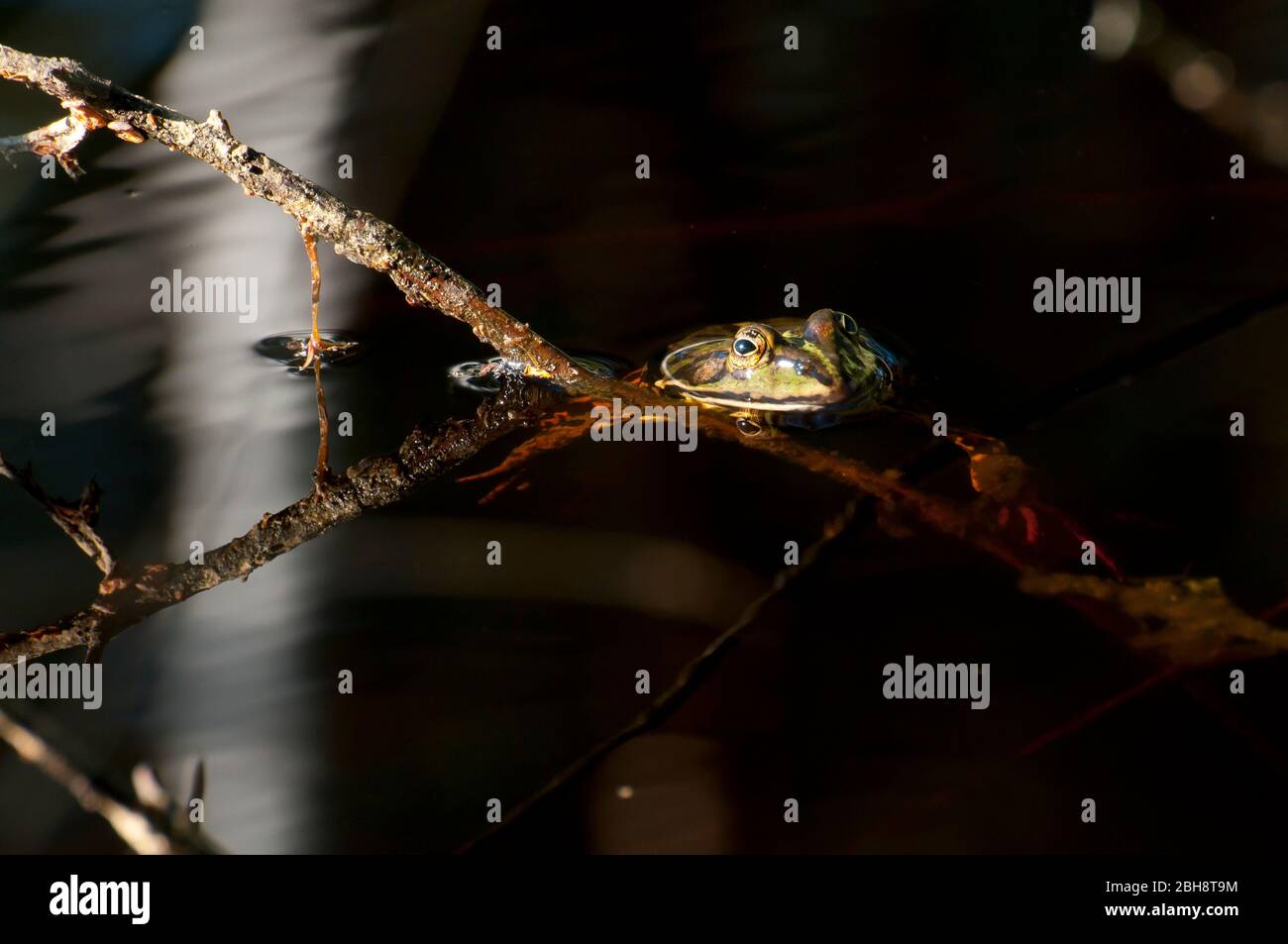 Sea frog, pond frog, in lurking position, Pelophylax ridibundus, Rana ridibunda, Bavaria, Germany Stock Photo