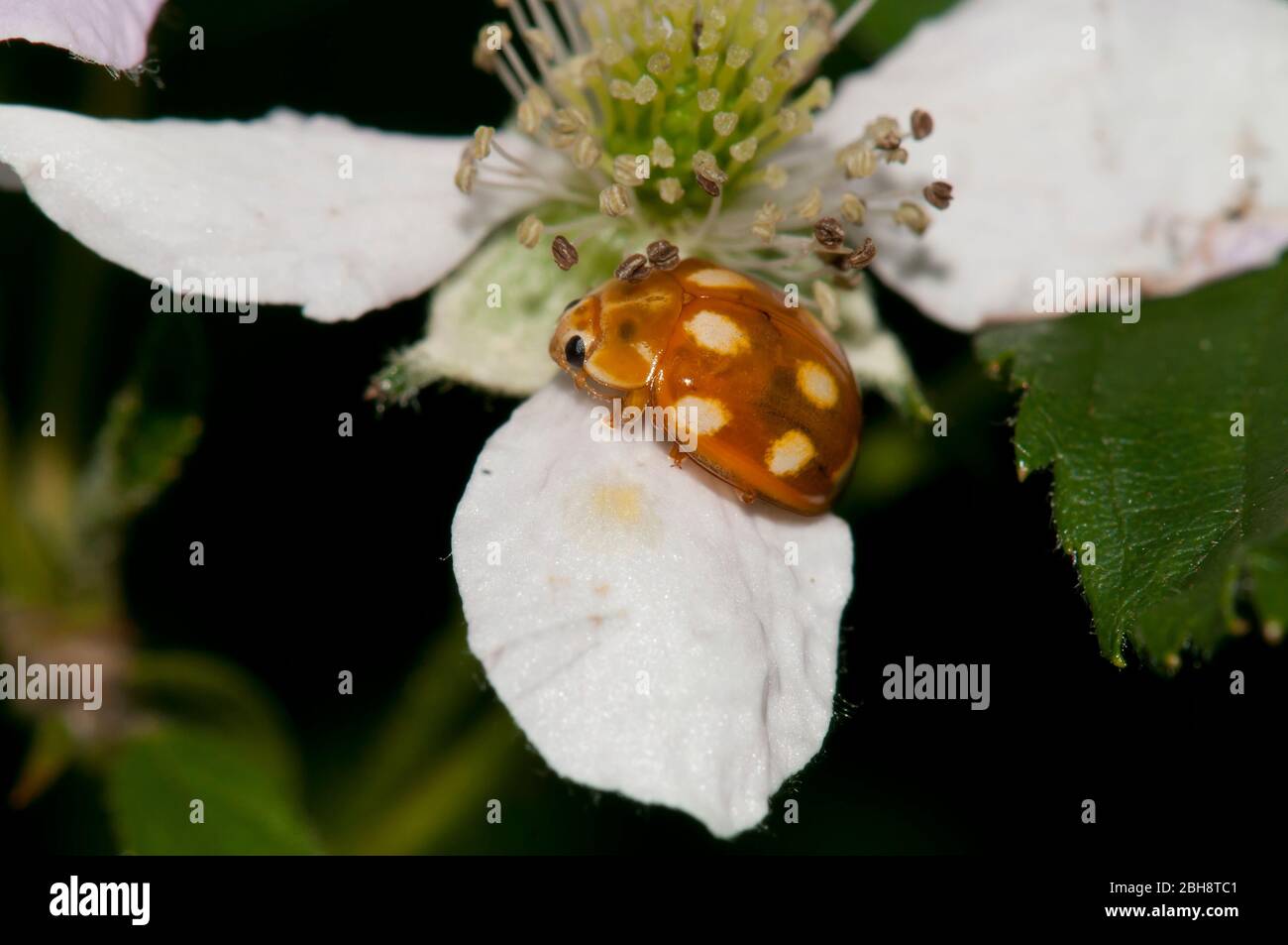 Light Ladybug, Calvia decemguttata, on apple blossom, Bavaria, Germany Stock Photo