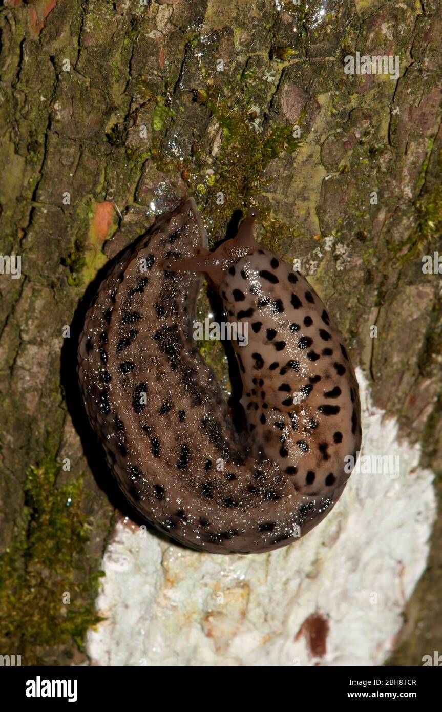 Great grey slug, Limax maximus, on tree bark, creeping, Bavaria ...