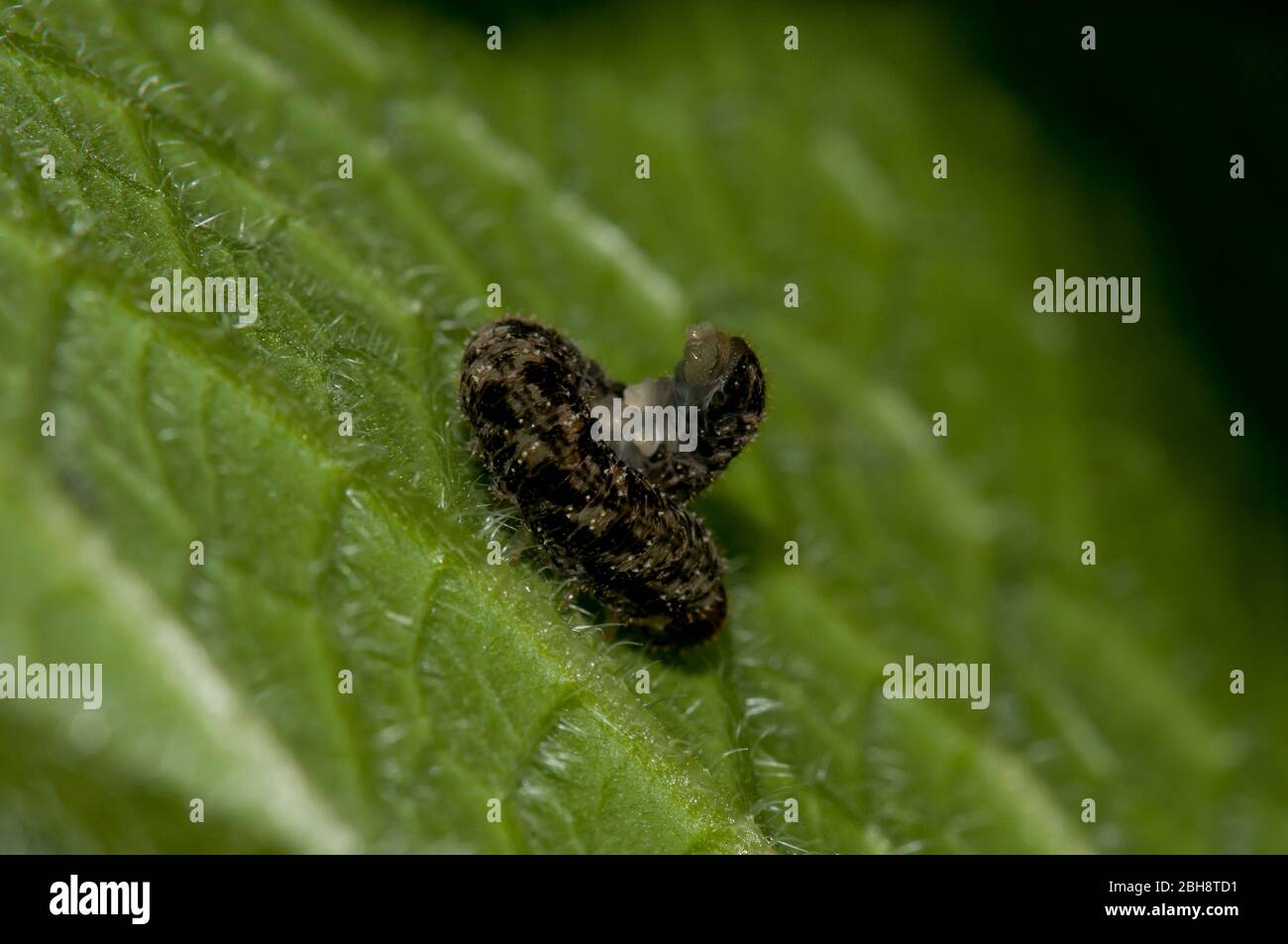Small caterpillar on a leaf, looks like bird droppings, Bavaria, Germany Stock Photo