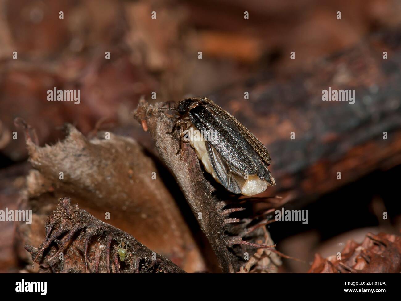 Firefly, Lampyridae, male, female, in mating, on dry leaf, Bavaria, Germany Stock Photo