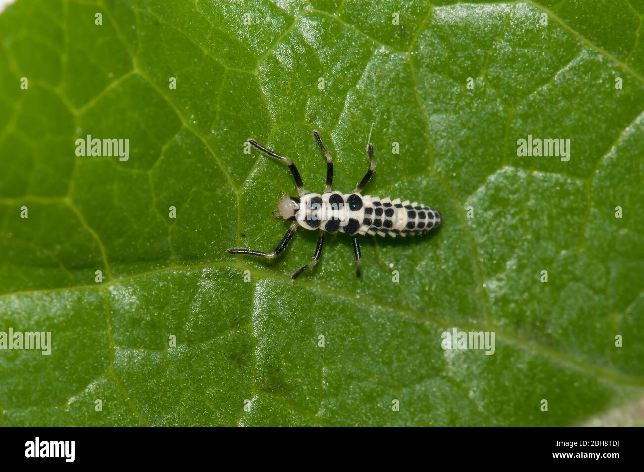Larva from the Light Ladybug, Calvia decemguttata, sitting on leaf, Bavaria, Germany Stock Photo