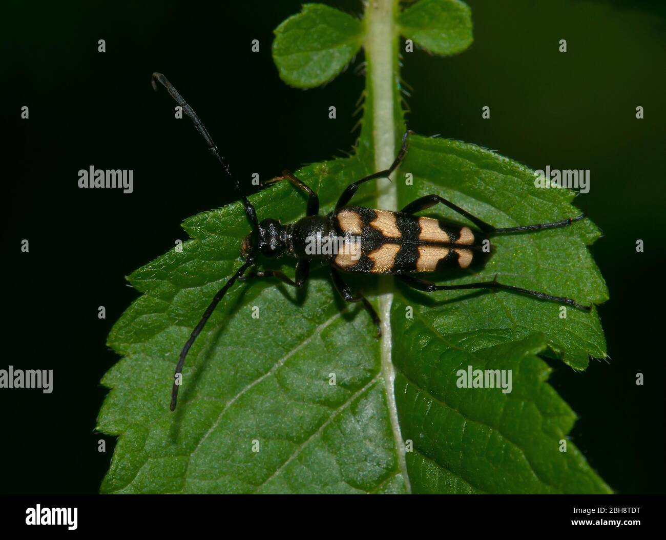 Longhorn beetle, Leptura quadrifasciata, Strangalia quadrifasciata, sitting on leaf, Bavaria, Germany Stock Photo