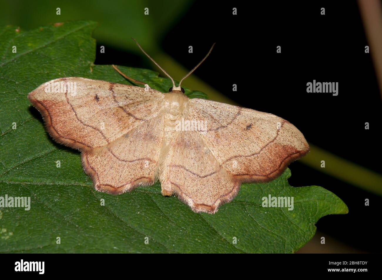 Medium sized brown butterfly, sitting on leaf, Bavaria, Germany Stock Photo