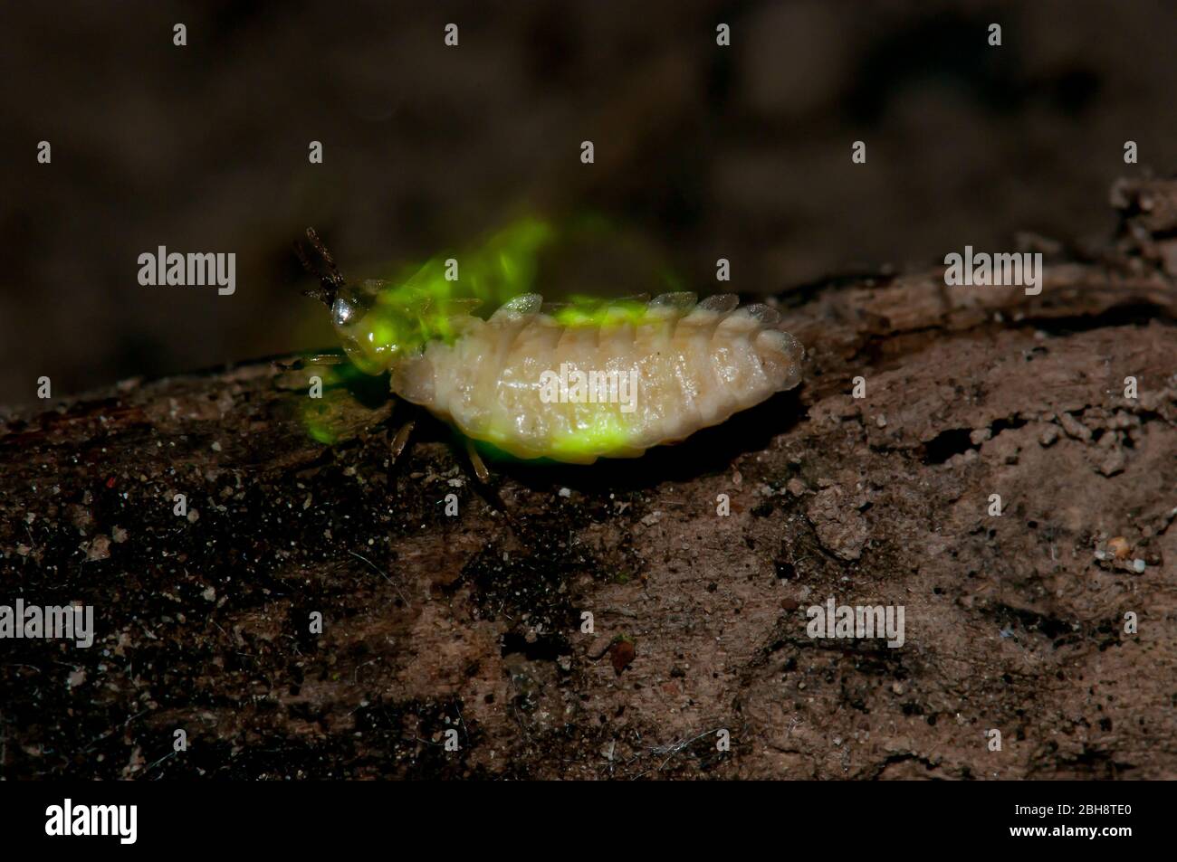 Firefly, Lampyridae, with illuminated light organs, Bavaria, Germany Stock Photo
