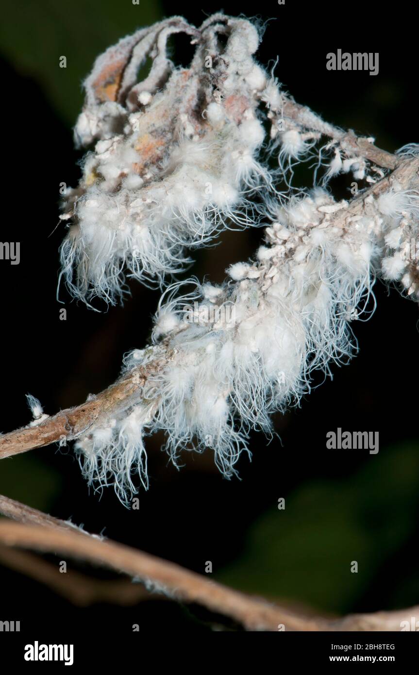 Mealybugs, Pseudococcidae, cocoons on a branch, Bavaria, Germany Stock Photo