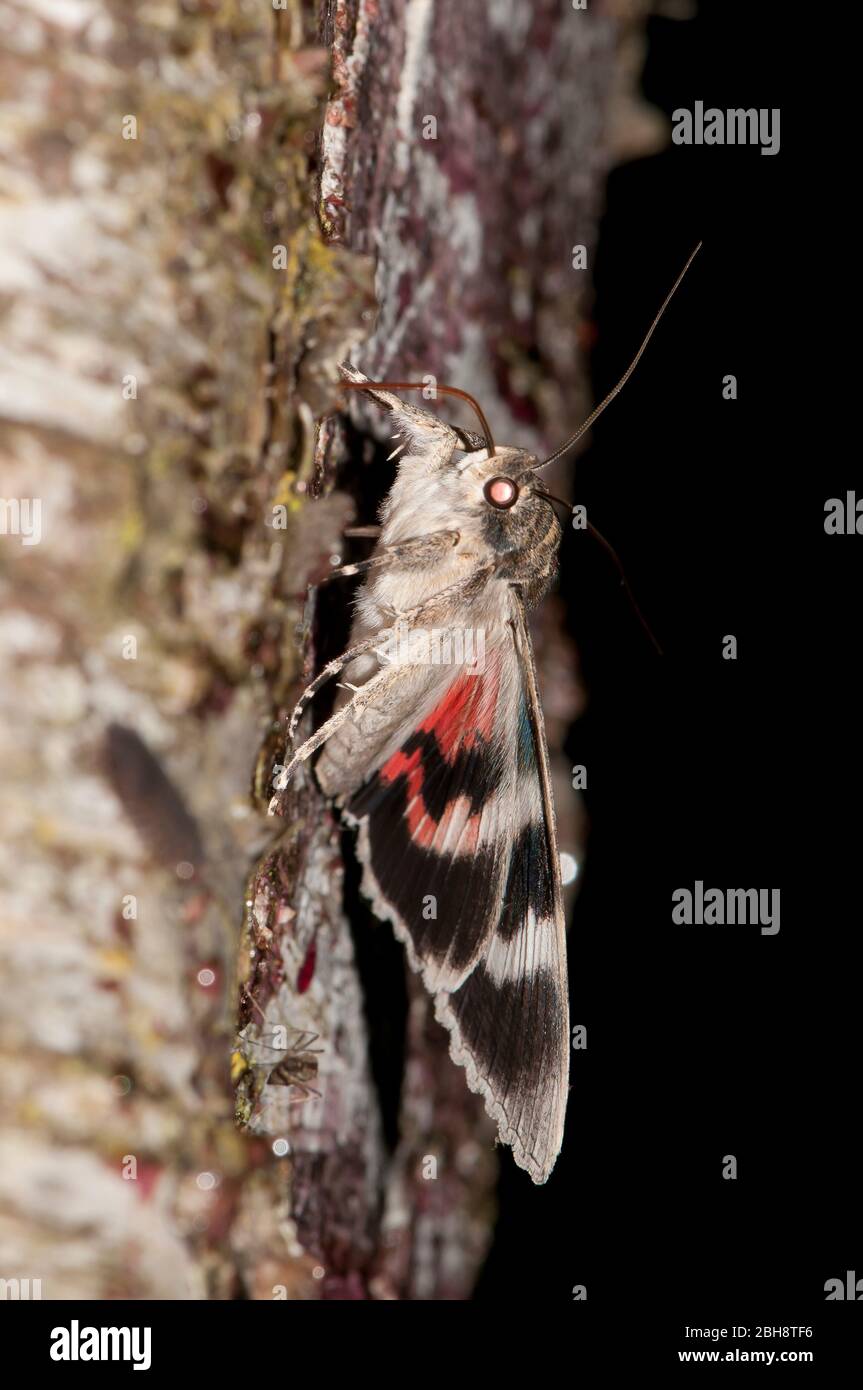 Red underwing, Catocala nupta, sitting on tree bark, sucking at bait, portrait, Bavaria, Germany Stock Photo