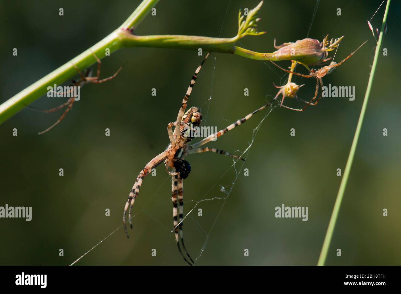 Wasp spiders, Argiope bruennichi, mating, Bavaria, Germany Stock Photo