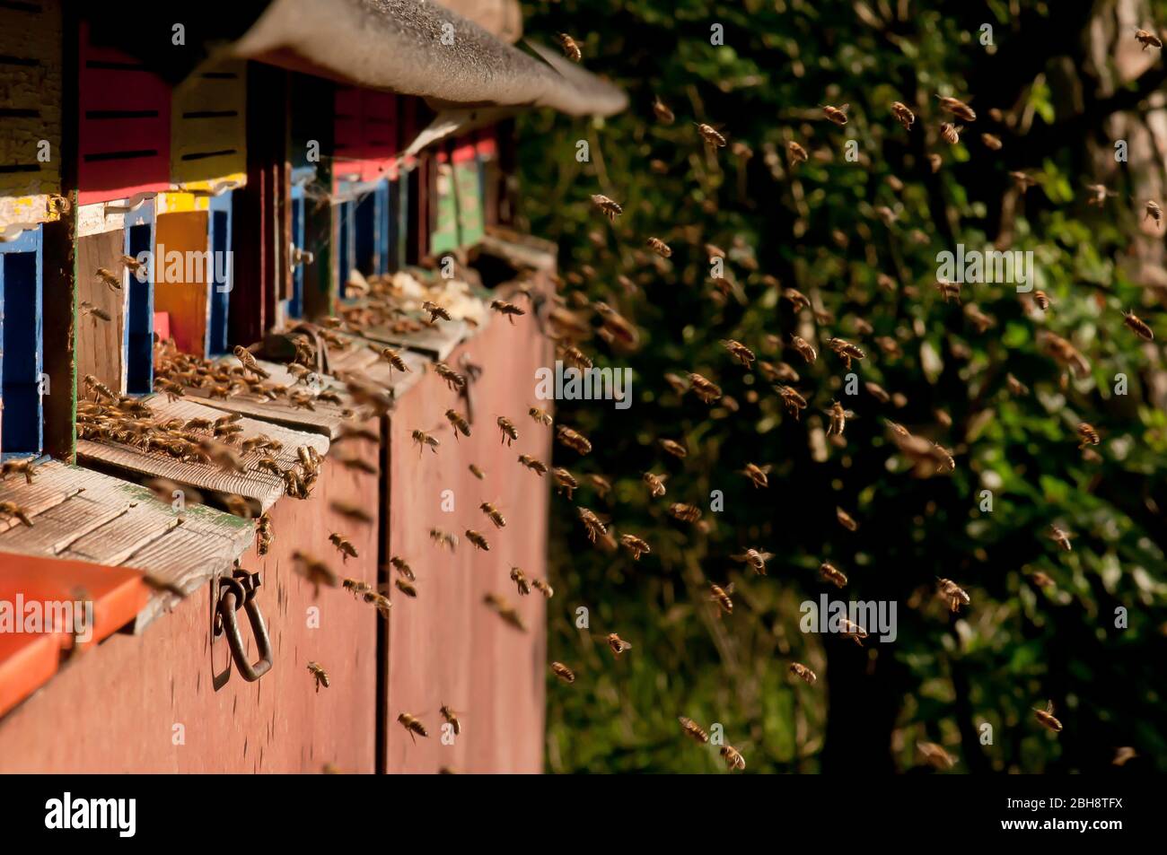 Many bees, Apiformes, Anthophila, come back to the stick collecting ...
