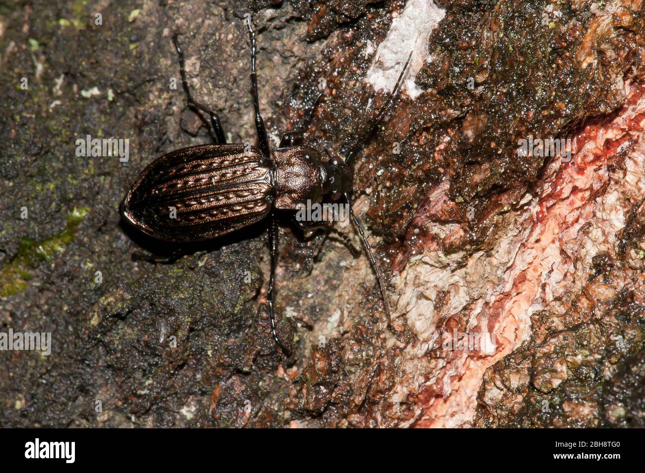 Ground beetle, Carabus granulatus, on deadwood, Bavaria, Germany Stock Photo