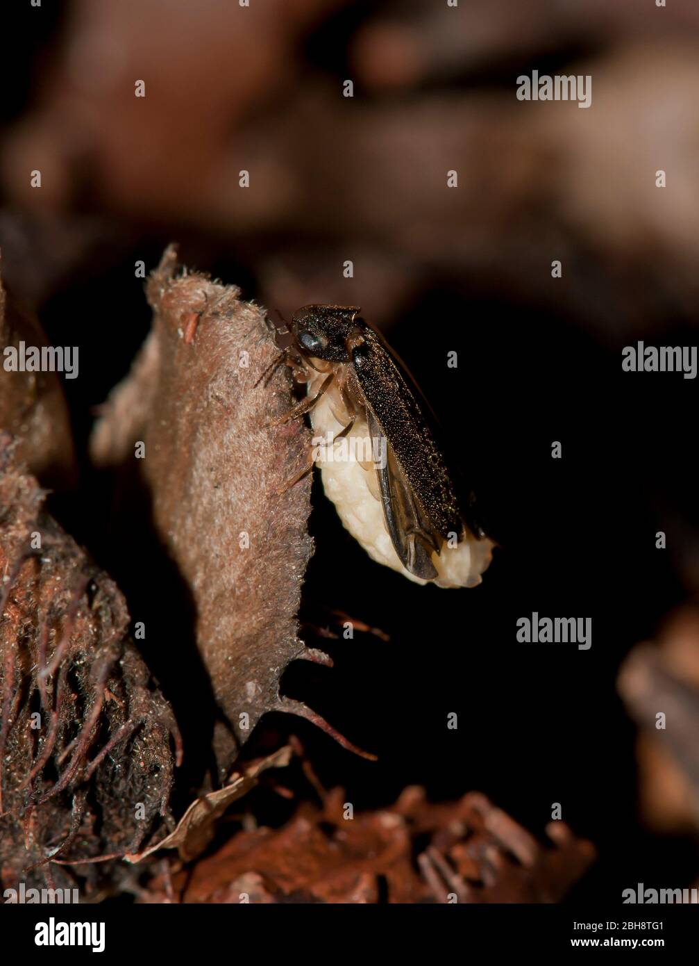 Firefly, Lampyridae, male, female, in mating, on dry leaf, Bavaria, Germany Stock Photo