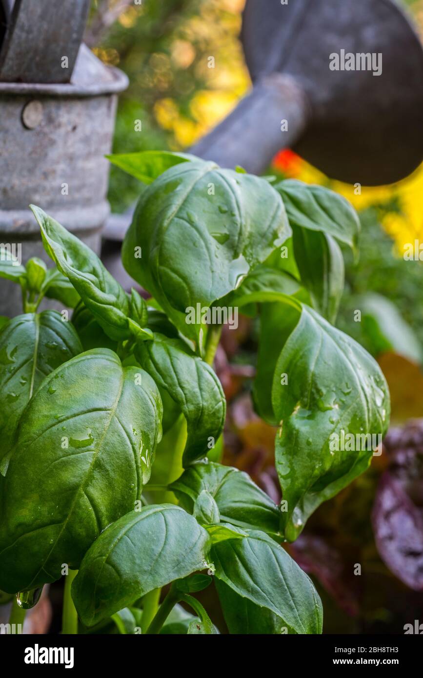 Close-up of green leaves of the culinary herb great basil (Ocimum basilicum) in front of old watering can in square foot garden in spring Stock Photo