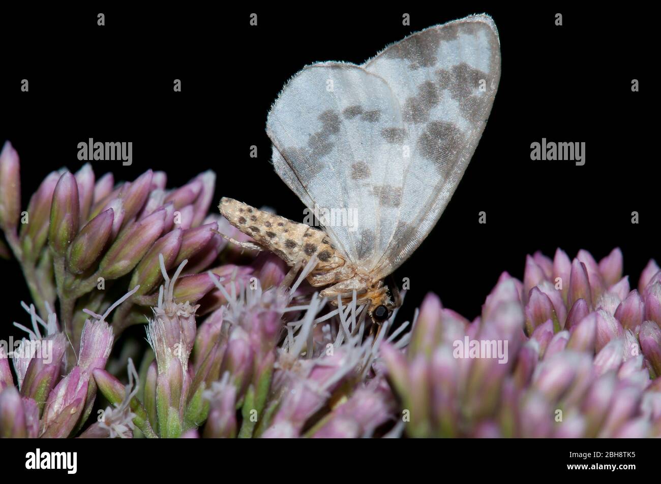 Clouded magpie, Abraxas sylvata, sitting on violet flowers, Bavaria, Germany Stock Photo