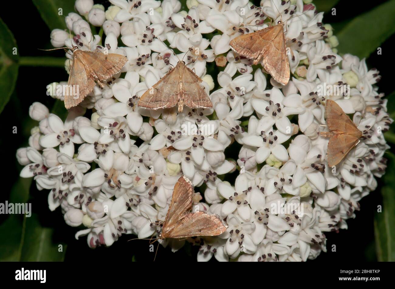 Several small pyralid moths, Pyralidae, sitting on white blossoms, sucking nectar, Bavaria, Germany Stock Photo